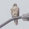 Redtail Hawk