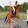 Equestrian Jumps Download on Windows