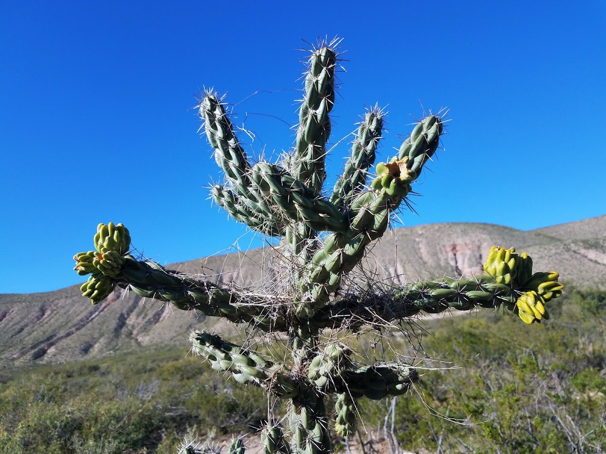 Cane cholla