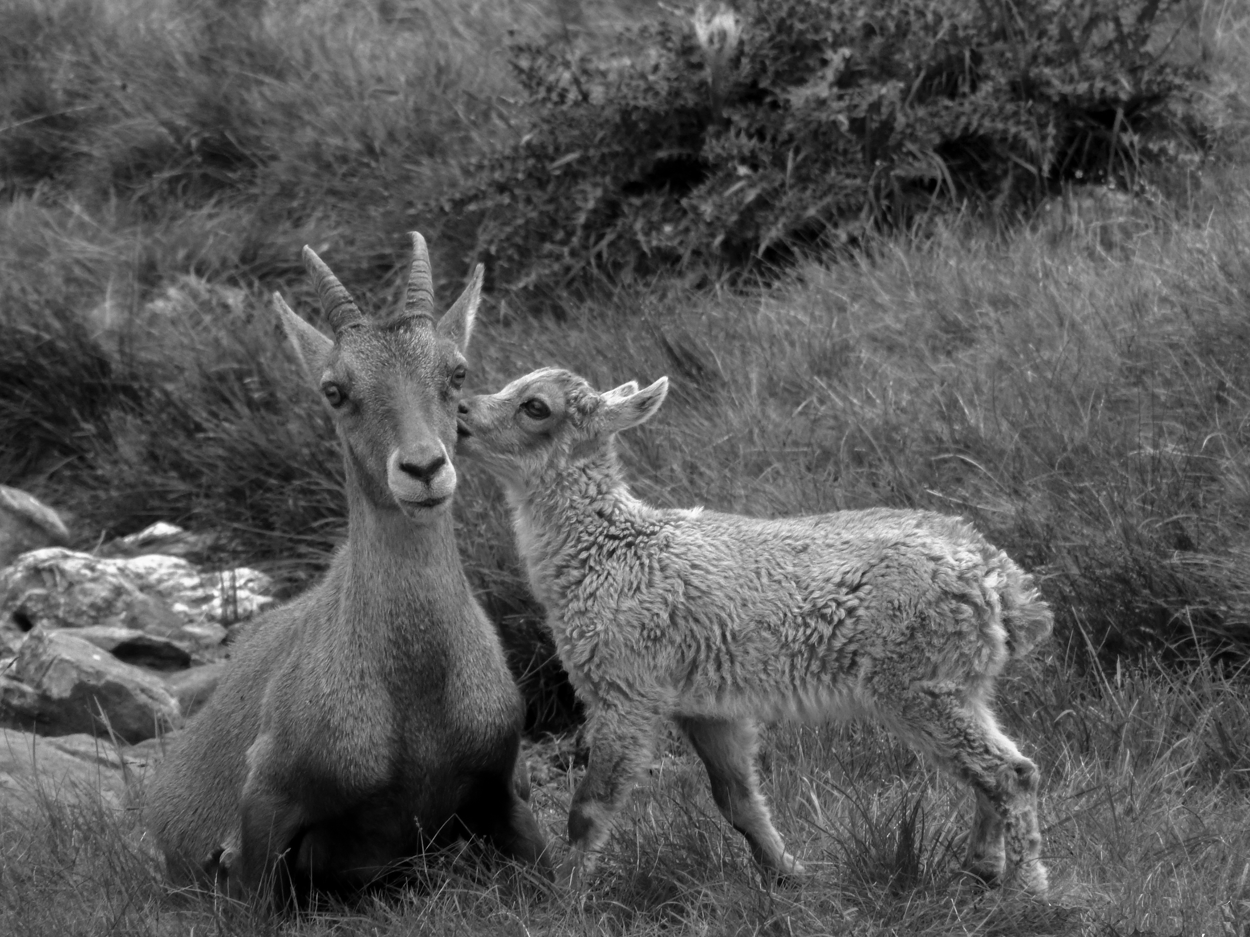 Il bacio di mario chiaiese foto