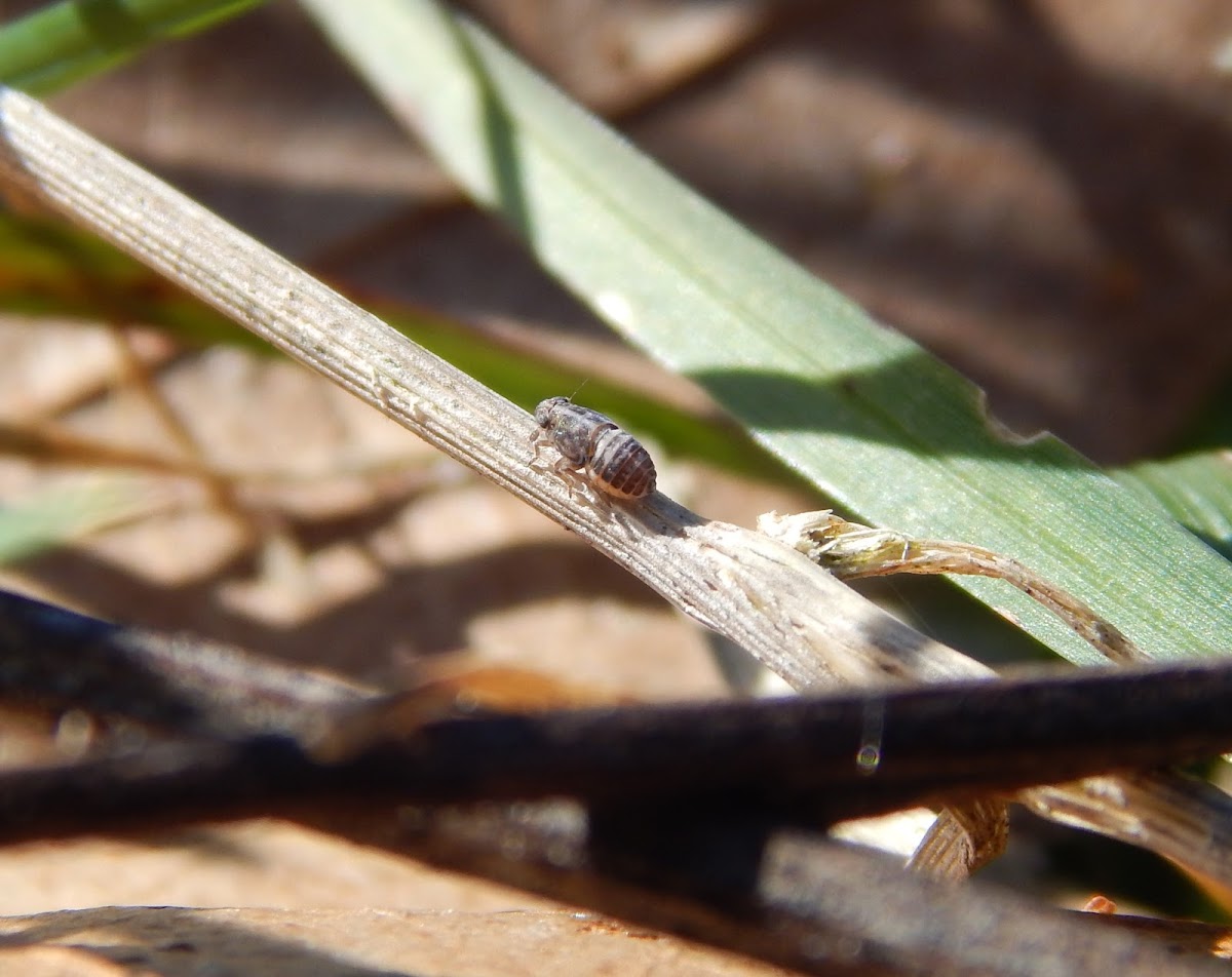 Delphacid planthopper nymph