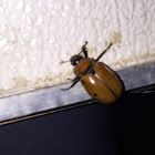 Grapevine Beetle