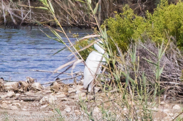 Little Egret; Garceta Común