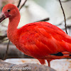 Scarlet Ibis