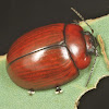 Paropsisterna rufobrunnea