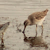 Short-billed dowitcher