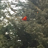 Northern Cardinal