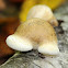 Birch Polypore