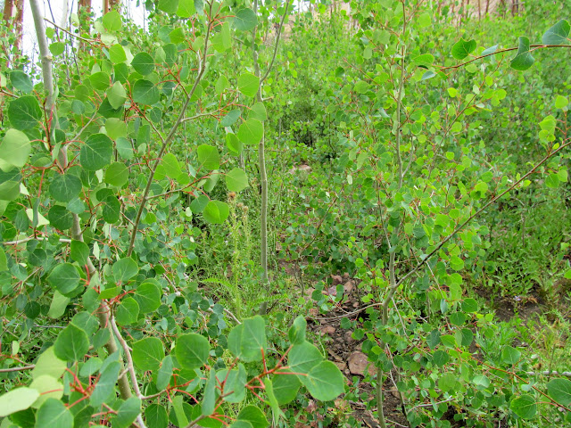 Dense new aspen growth