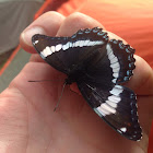 White Admiral