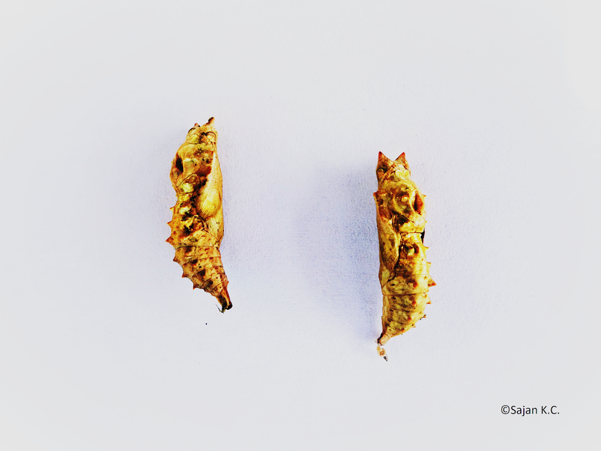 Indian Tortoiseshell chrysalises