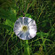 Hedge Bindweed