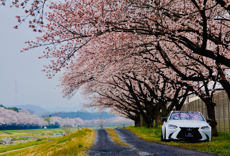 GSの桜とコラボ・Lexus・千本桜に関するカスタム事例の投稿画像1枚目