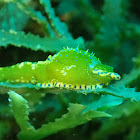 Sea Slug