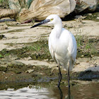 Little Egret