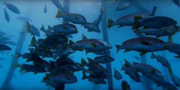 Raja Ampat, Indonésia / Férias em Raja Ampat