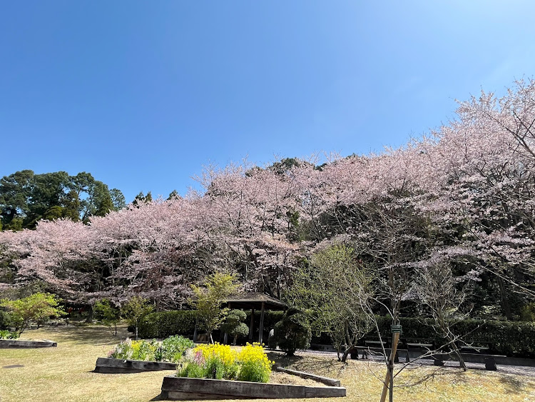 アルトラパンの懲りずに🌸さくらぱん🌸（笑）ぷっ・桜と愛車・秘密兵器あいぽん撮影📱・花チューン🌸・チロル号に関するカスタム事例の投稿画像6枚目