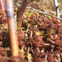 Sphagnum magellanicum