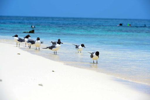 Belize-birds-beach.jpg - Beachcombing birds on a Belize beach.