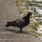 Rock pigeon