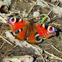 European Peacock