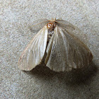 Moth