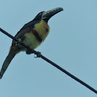 Collared Aracari