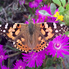 Painted lady