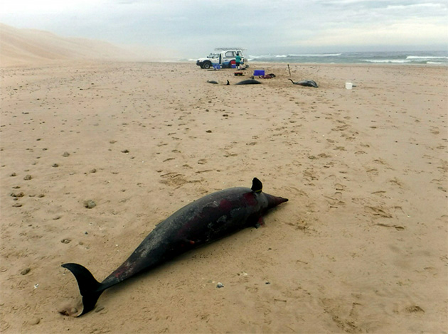 A group of common dolphins beached at Woody Cape Nature Reserve in 2000