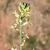 Entire-leaved Erysimum