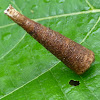 Bagworm moth case