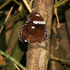 Great Eggfly