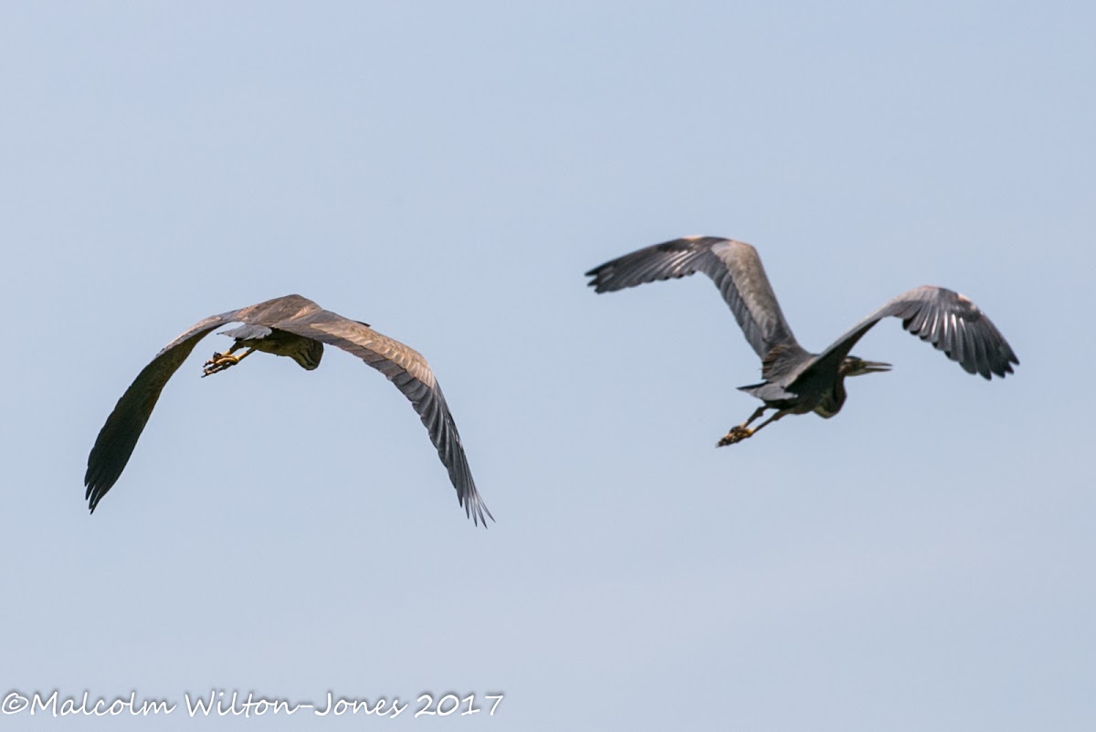 Purple Heron; Garza Imperial