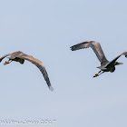 Purple Heron; Garza Imperial