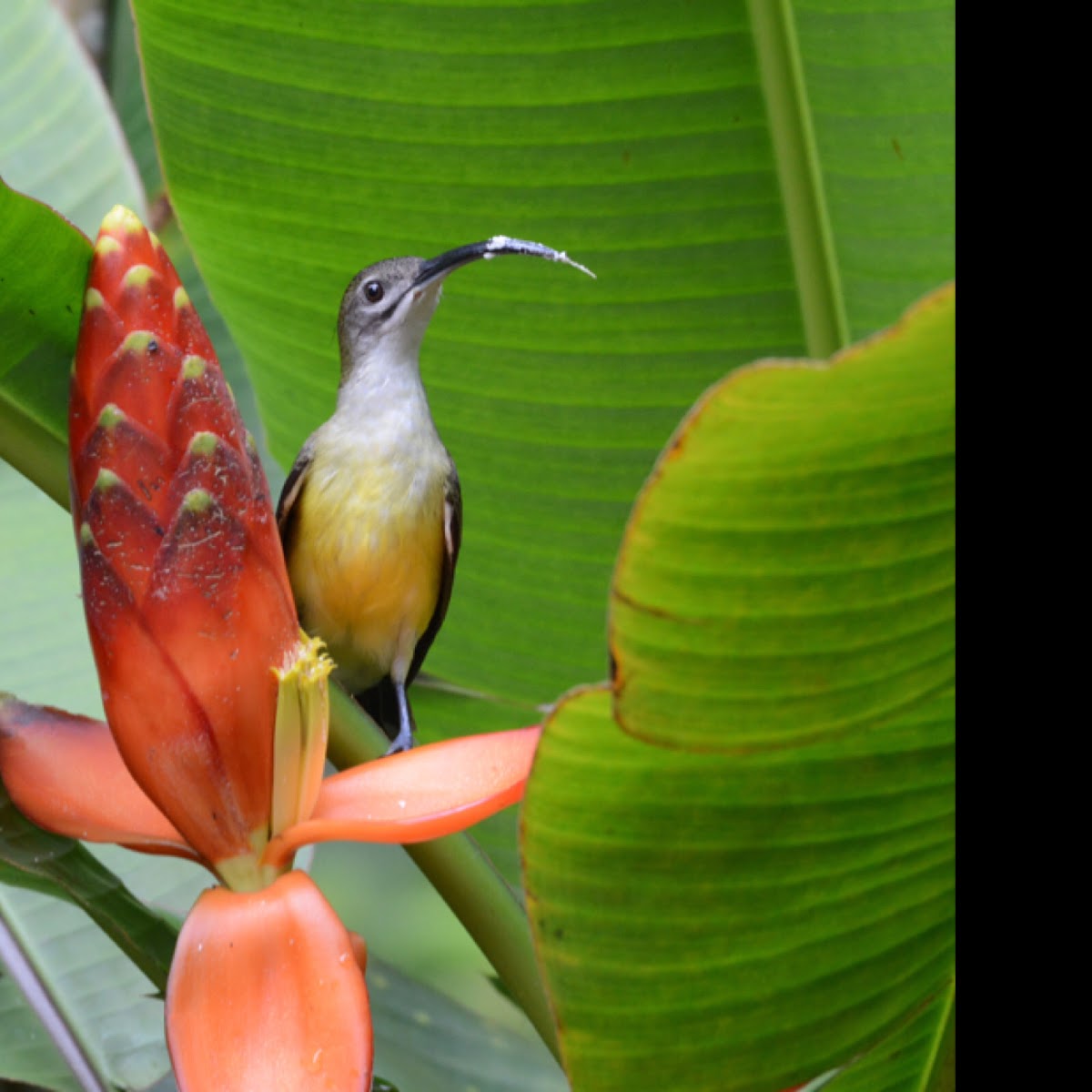 Little Spiderhunter