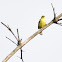 Common Iora Male