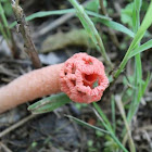 Stalked Lattice Stinkhorn