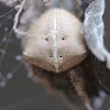 Cat Faced Spider