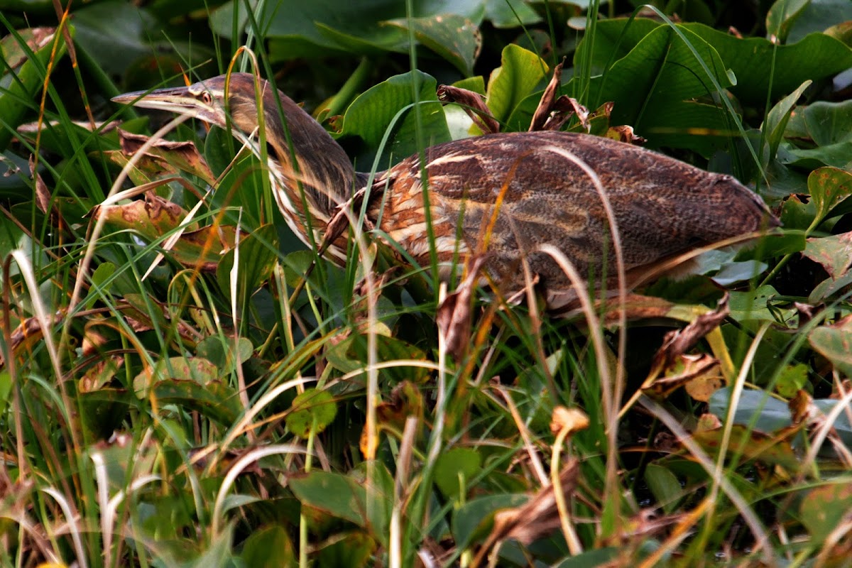 American Bittern