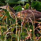 American Bittern