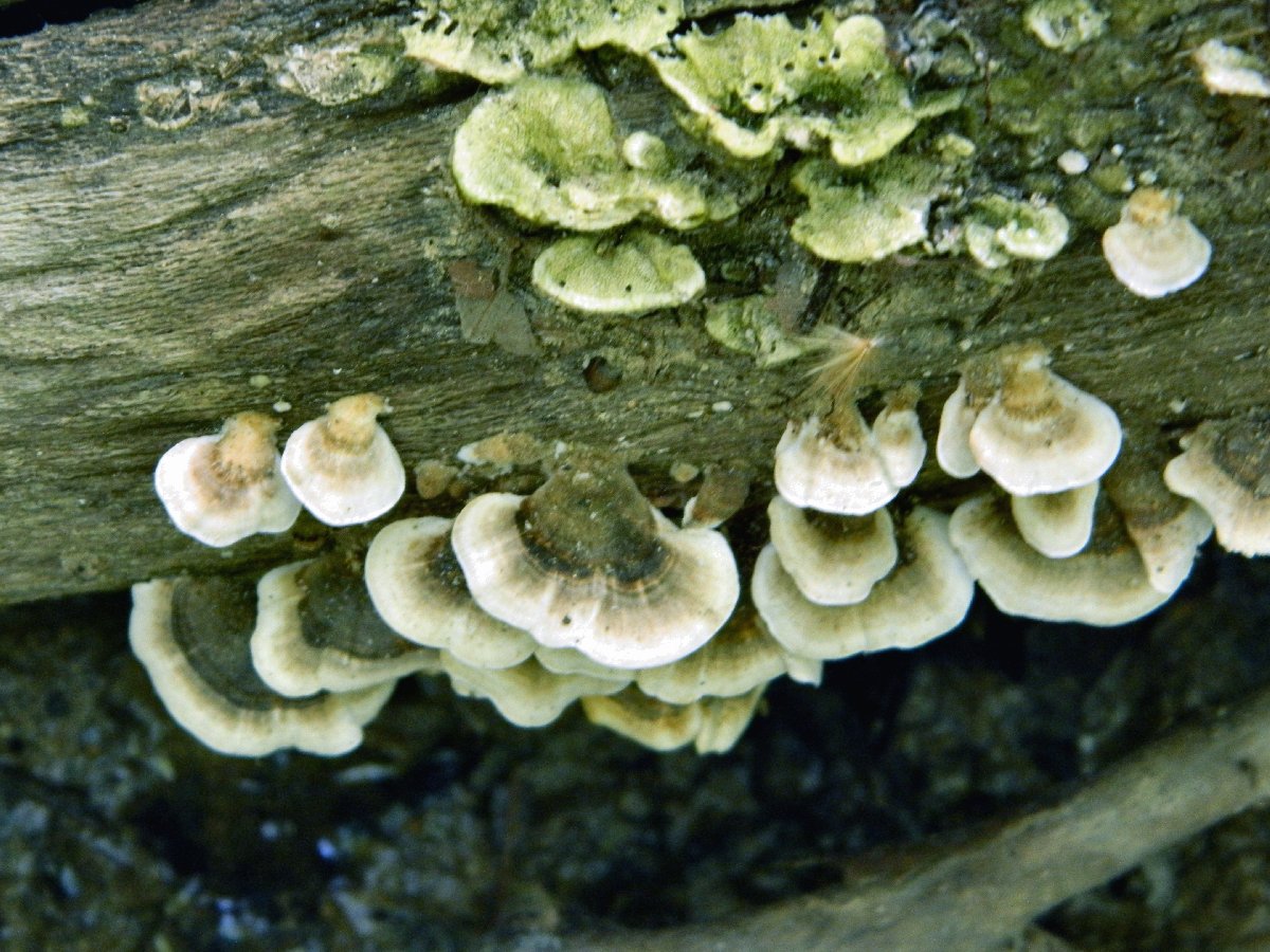 False turkey-tail