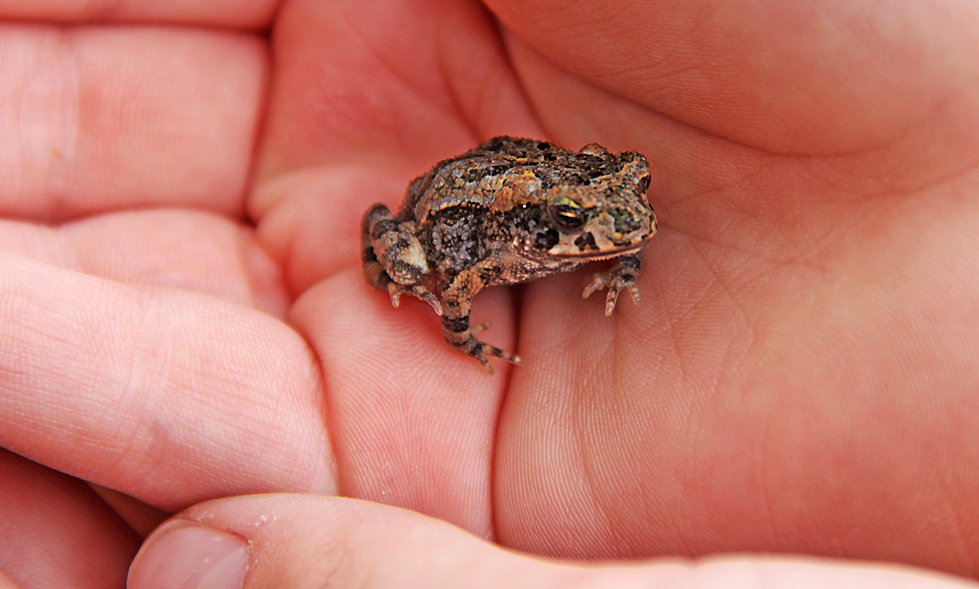 Gulf Coast Toad