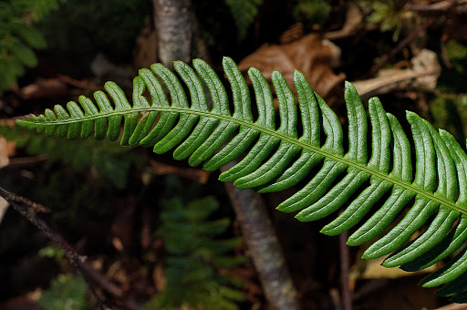 Blechnum spicant