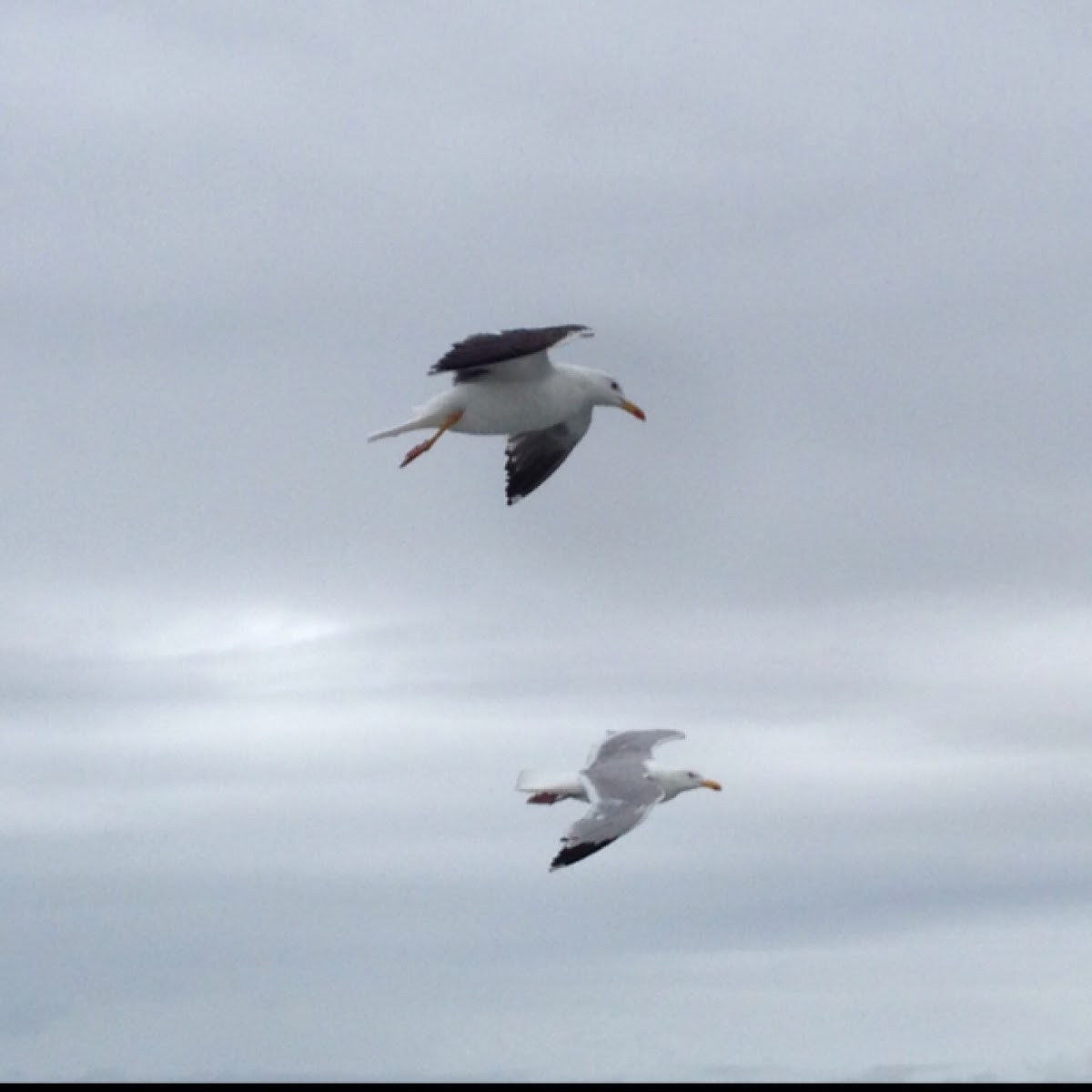 Lesser Black-backed Gull