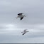 Lesser Black-backed Gull