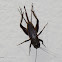 Black Cricket