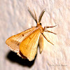 Moth