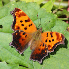 Eastern Comma