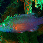 Cheek-lined wrasse