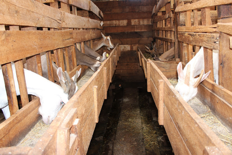 Dairy goats being kept at Shamba Dairy farm in Kangema, Murang'a.